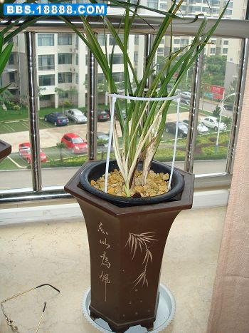 蕙兰白花9.JPG