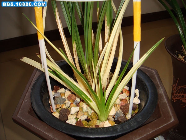 下山蕙兰白花13.JPG