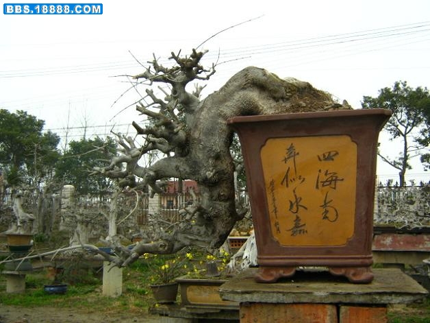 2月15日对节盆景照片 006.jpg