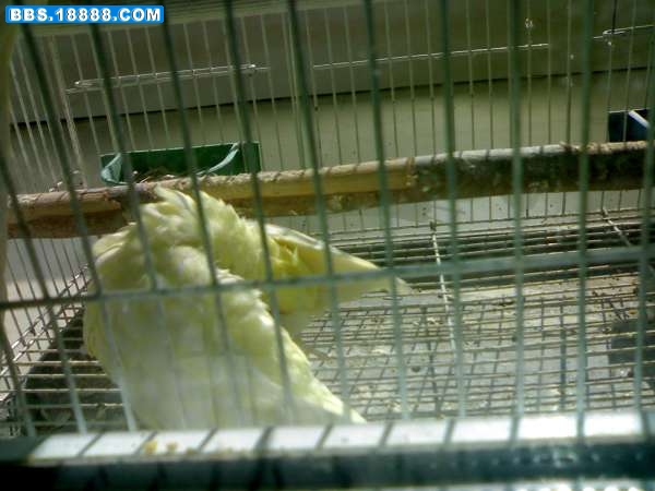 20090220872.jpg