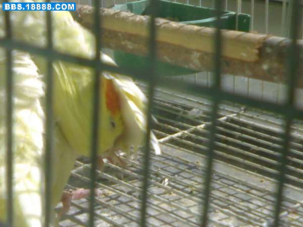20090220873.jpg
