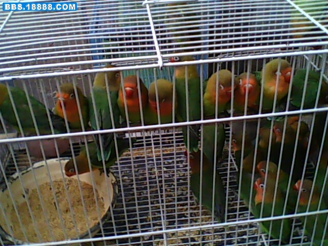 IMG0062A.jpg
