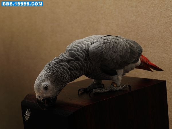 nEO_IMG__2153909.jpg
