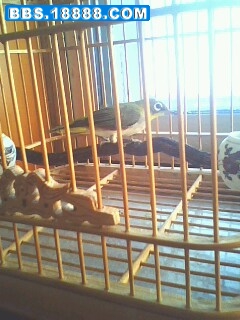 IMG0040A.jpg