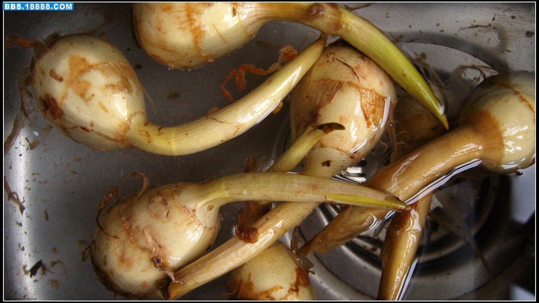 慈菇2.jpg