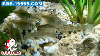 20090212_8c05fa45aa1f1aaeb2efc1mpDURlpqbz.jpg