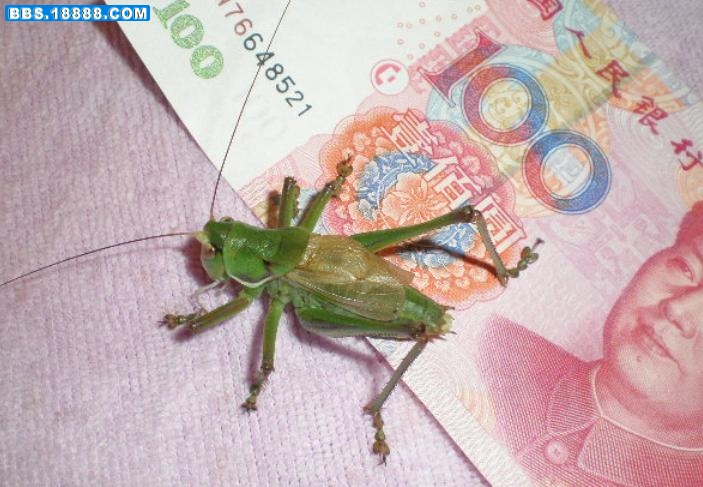 蝈蝈1.jpg