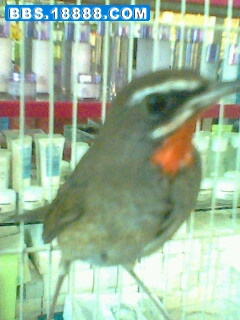 IMG0524A.jpg
