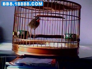 IMG0196A.jpg
