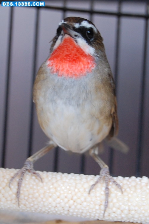 DSC_0016.jpg