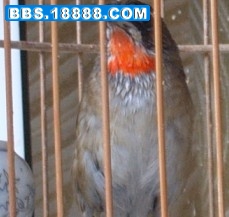0DBFB66A0F3A6392E5FD7E09ECF88AA8.jpg