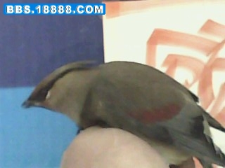 IMG0016A.jpg
