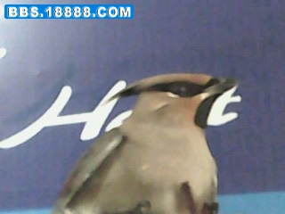IMG0015A.jpg