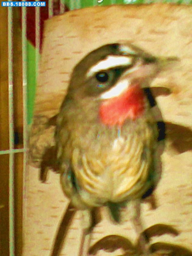 aa.JPG