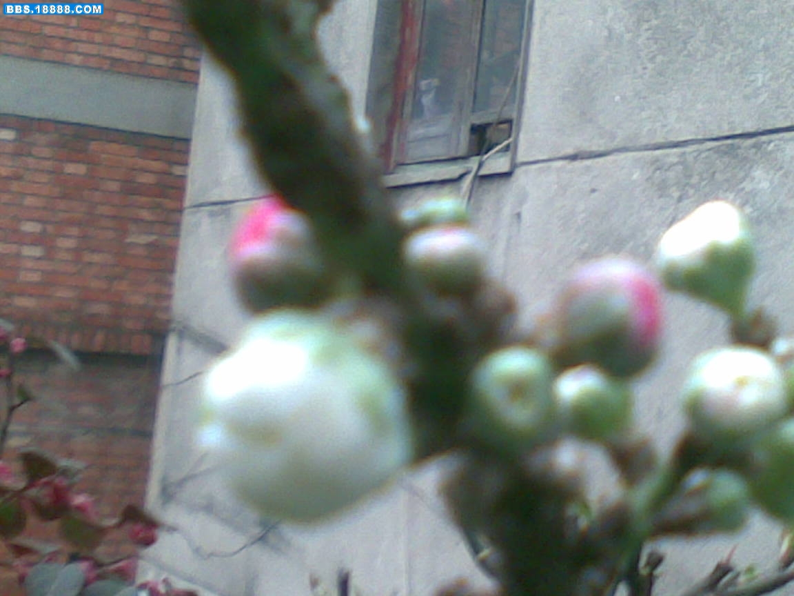 20090321.jpg