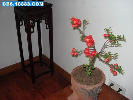 调整大小 DSC01686.JPG