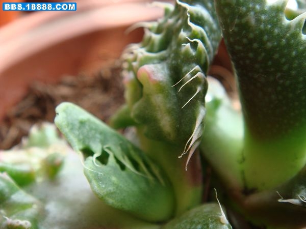 红怒涛8.JPG