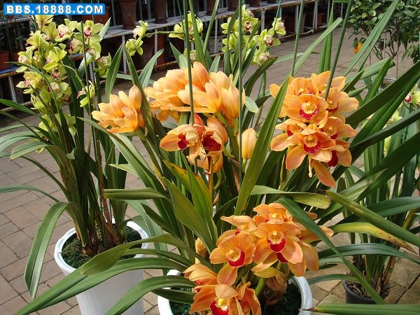 春暖花开3.JPG