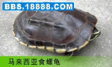 马来西亚食螺龟.jpg