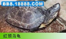 红頚乌龟.jpg