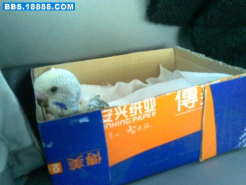 小鸟搬家啦.jpg