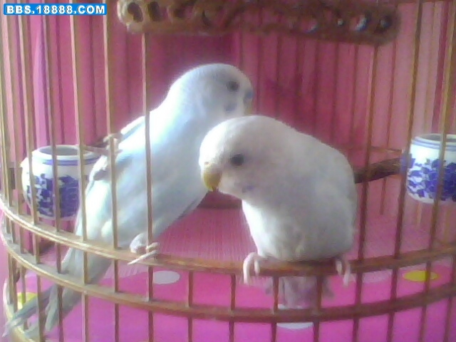 IMG1310A.jpg
