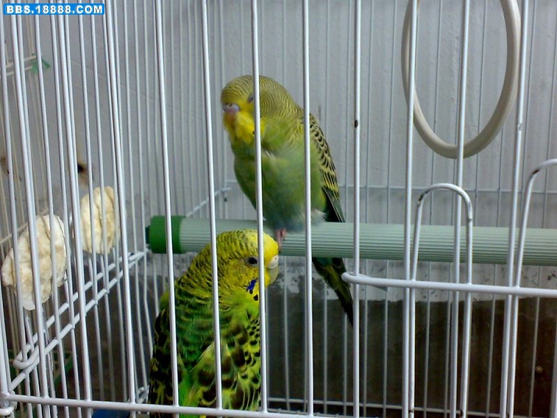 20090325073.jpg