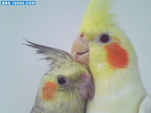 IMG1427A.jpg