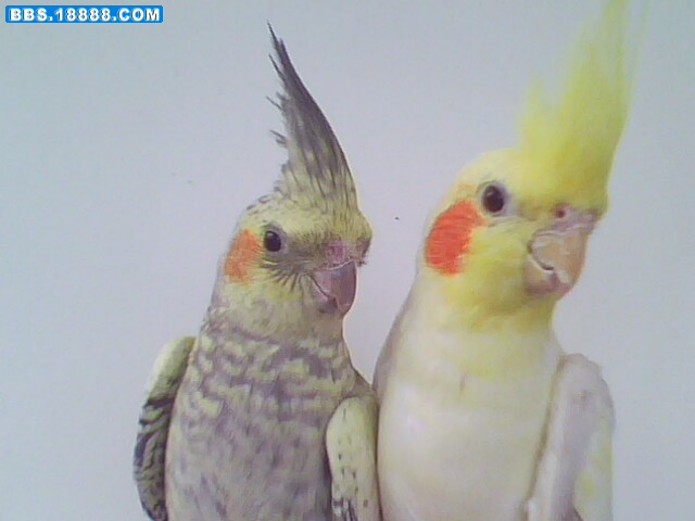 IMG1377A.jpg