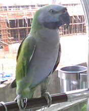 IMG0008A.jpg