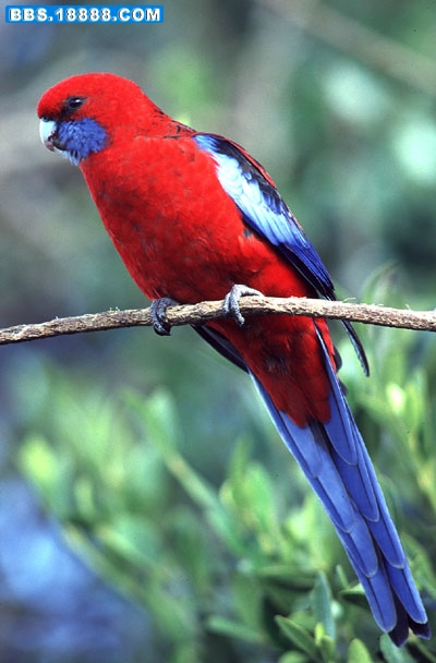 CrimsonRosella1_1101095597.jpg