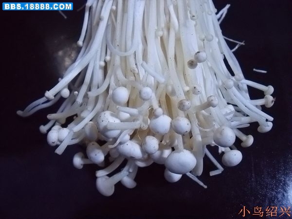 DSCF1307.jpg
