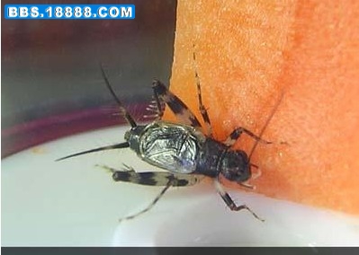 60_32251_ad930a041742c34.jpg