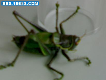 20090304296.jpg