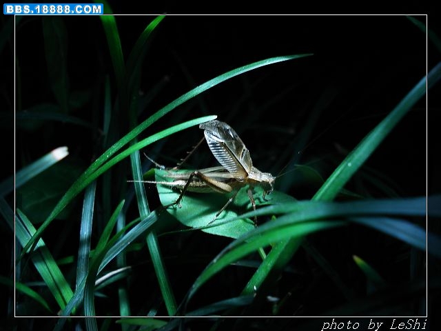 DSC04954.JPG