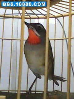 IMG0074A.jpg