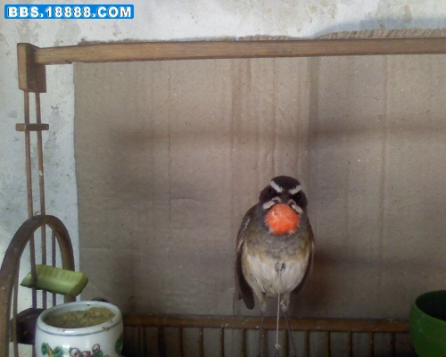 IMG0010A.jpg