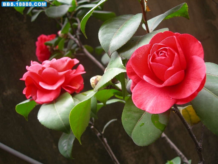 DSCN2335.JPG