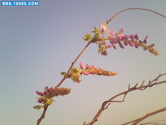 IMG0327A.jpg