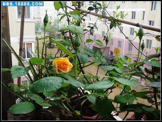 DSC00890.jpg