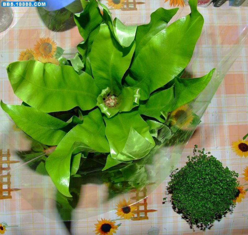 DSCF0224.jpg