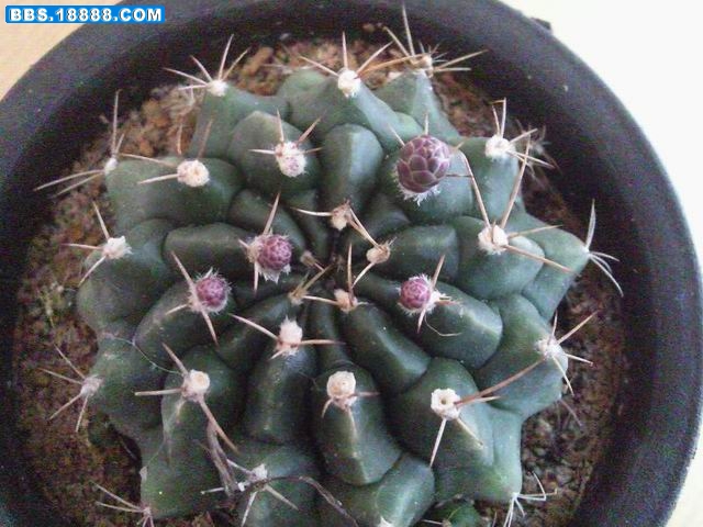 要开花的小球.jpg