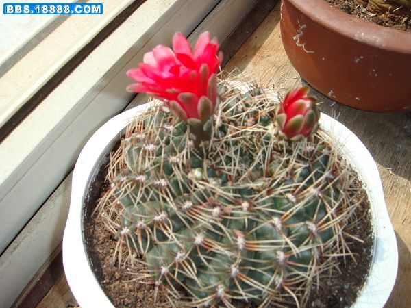 非花玉6.JPG