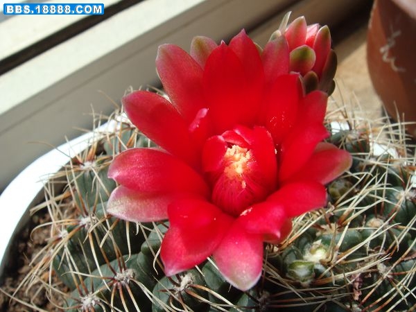 非花玉5.JPG