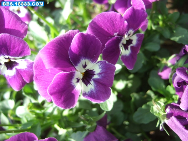 DSCF1341.JPG