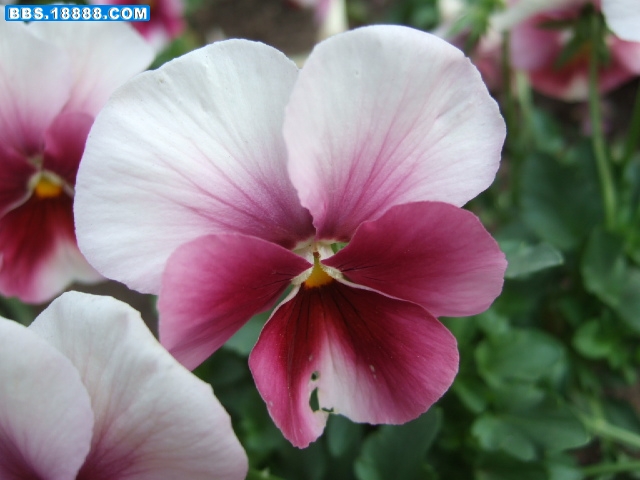 DSCF1007.JPG