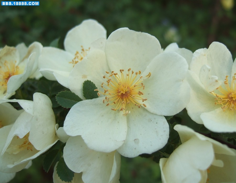 images005.jpg