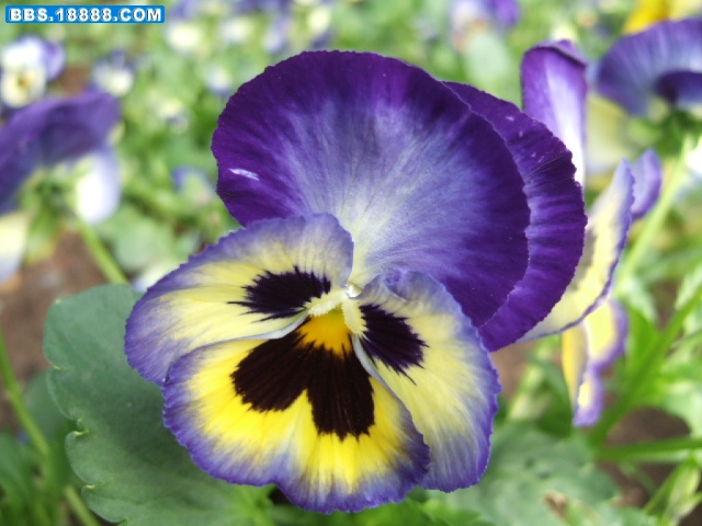 DSCF0909.JPG