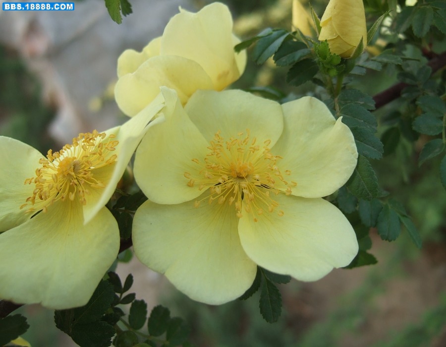 images019.jpg