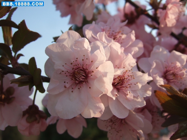 DSCF9929.JPG